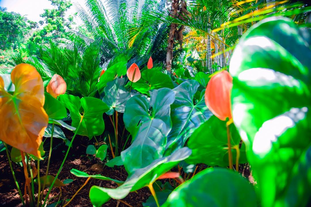 Garden with Flowers